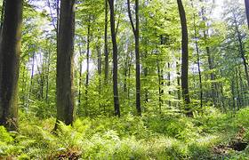 Quelle: Stiftung Schönau